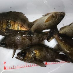 爆風メバリング