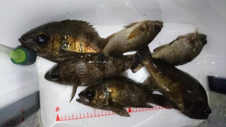 爆風メバリング