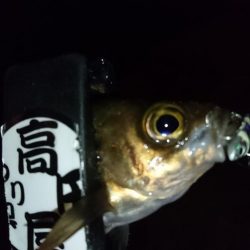 今夜もジグパラ