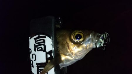 今夜もジグパラ