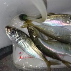 雨が上がったのでアジング！！