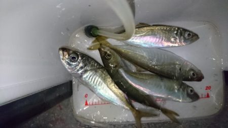 雨が上がったのでアジング！！