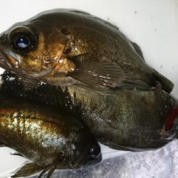 ハードメバル!!