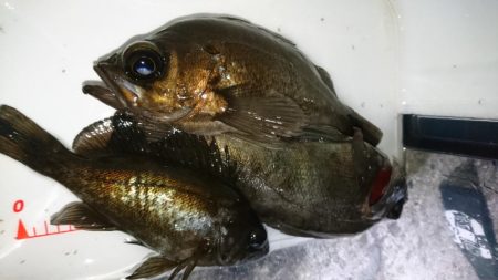 ハードメバル!!