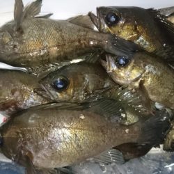 アミパターン！！