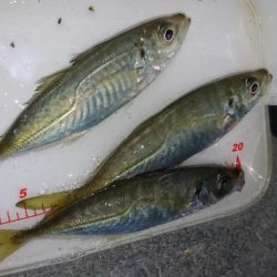 ボトムべったり！！