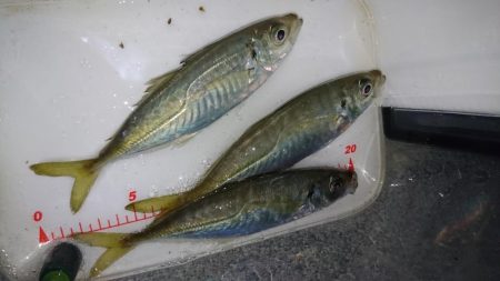 ボトムべったり！！