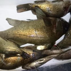 今夜はシャッド！！