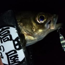 今夜もメタルメバリング！！