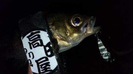 今夜もメタルメバリング！！