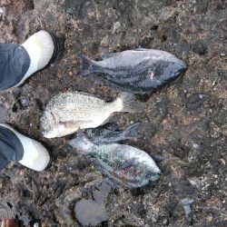 安指でグレ釣り？