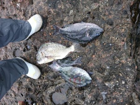 安指でグレ釣り？