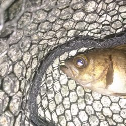 大阪でメバル28cmとアジ釣れた