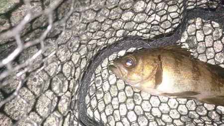 大阪でメバル28cmとアジ釣れた