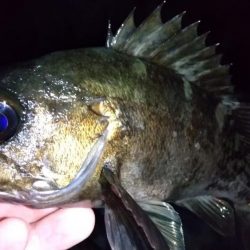 自作フロートでメバリング