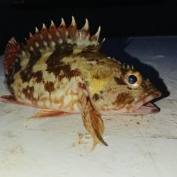 南港メバリング