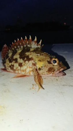 南港メバリング