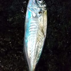 サーフアジング