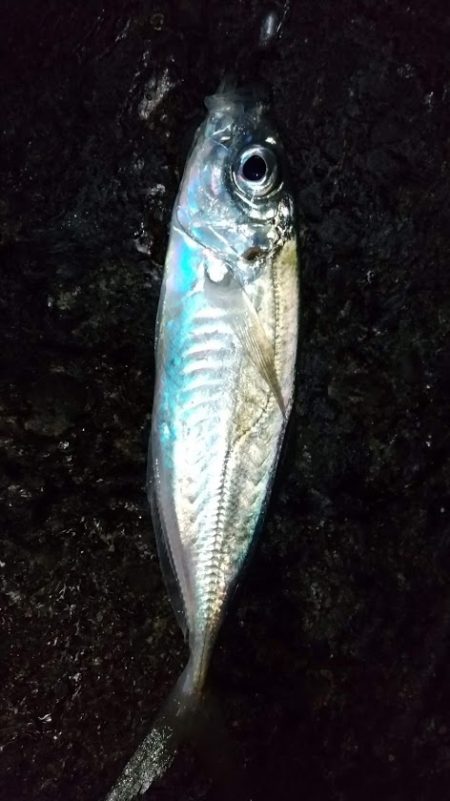 サーフアジング