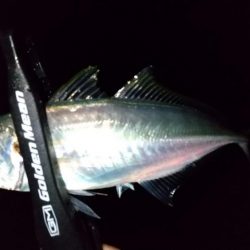 自作ワームでアジング