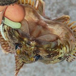 渋い中 ガルプと邪道エギで