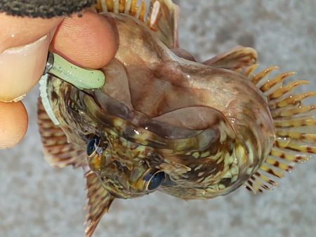 渋い中 ガルプと邪道エギで