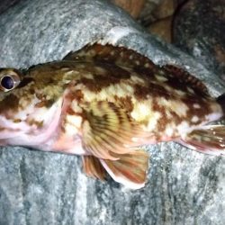 退勤フィッシングでメバル