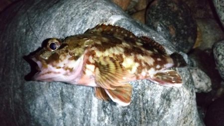 退勤フィッシングでメバル