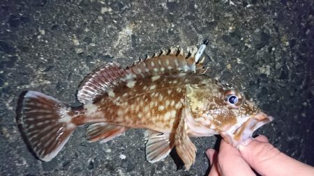 メバルにガシラに良型続き!