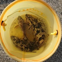 穴釣りも活性上がってきた？