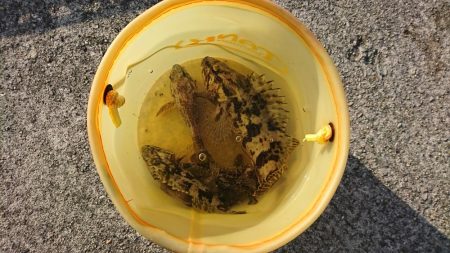 穴釣りも活性上がってきた？