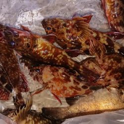 メバルは渋いがガシラはツ抜け