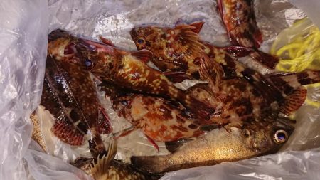 メバルは渋いがガシラはツ抜け