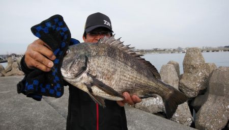 キス仕掛けで大物が釣れました