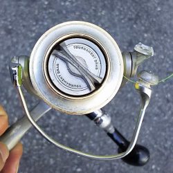 カタクチイワシが釣れました。