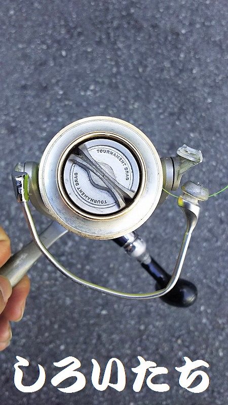 カタクチイワシが釣れました。