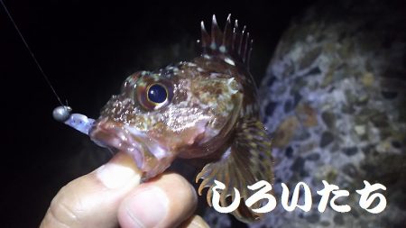 初ガシリング！