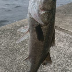 桜咲く春の湾奥キビレ&シーバス調査!