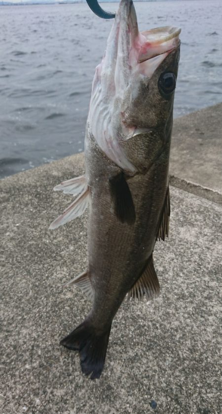 桜咲く春の湾奥キビレ&シーバス調査!