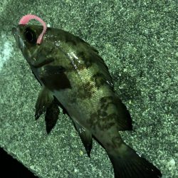 たけのこ、メバル