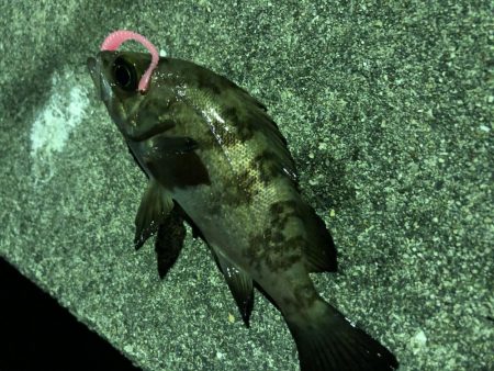 たけのこ、メバル