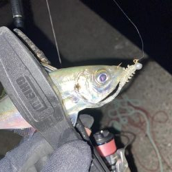 しぶしぶのしぶ