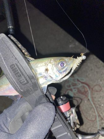 しぶしぶのしぶ