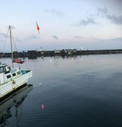 やっぱり深日港!中羽イワシが乱舞。