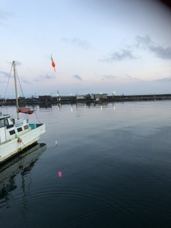 やっぱり深日港!中羽イワシが乱舞。