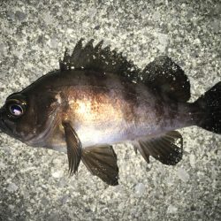 満潮メバリング