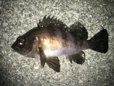 満潮メバリング