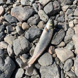 芥川マス釣り場