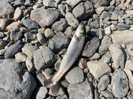 芥川マス釣り場