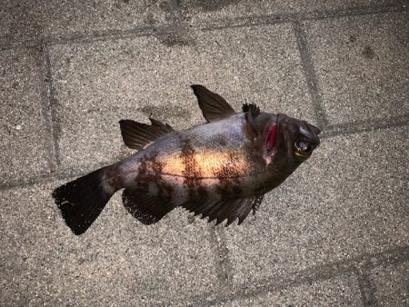 メバル　ツ抜け